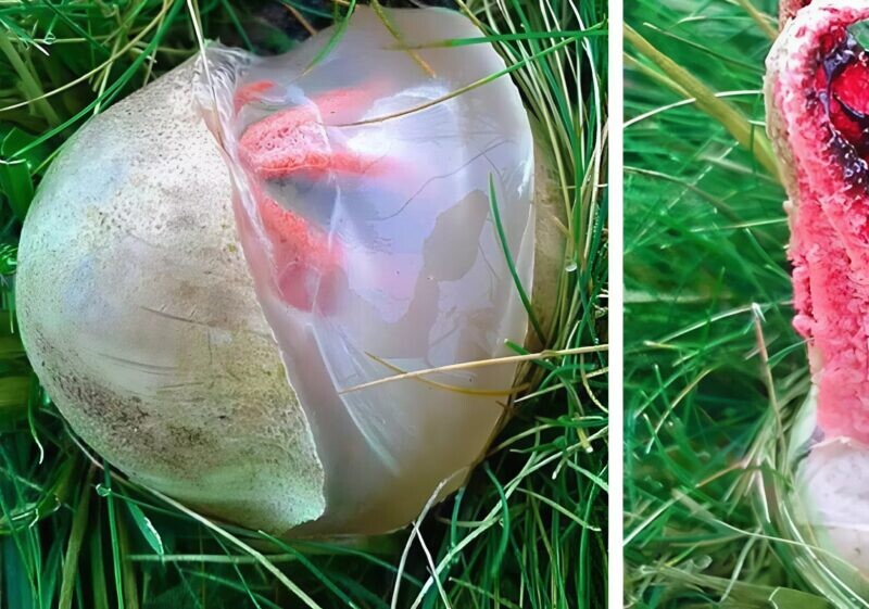 Στην αυλή βρήκα ένα γλοιώδες, κοκκινωπό πλάσμα που έβγαζε μια αηδιαστική μυρωδιά· πάγωσα από τρόμο όταν κατάλαβα τι ήταν