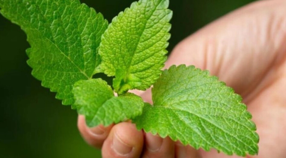 Πράσινος «χρυσός»: Το βότανο που θεραπεύει ιλίγγους, άγχος, νευρικές μαθήσεις και ρευματισμούς