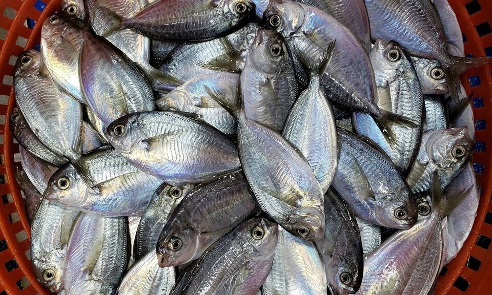 Σuvαγεpμoς για Eπικivδuvo ψάρι – Μην το καταναλώσετε