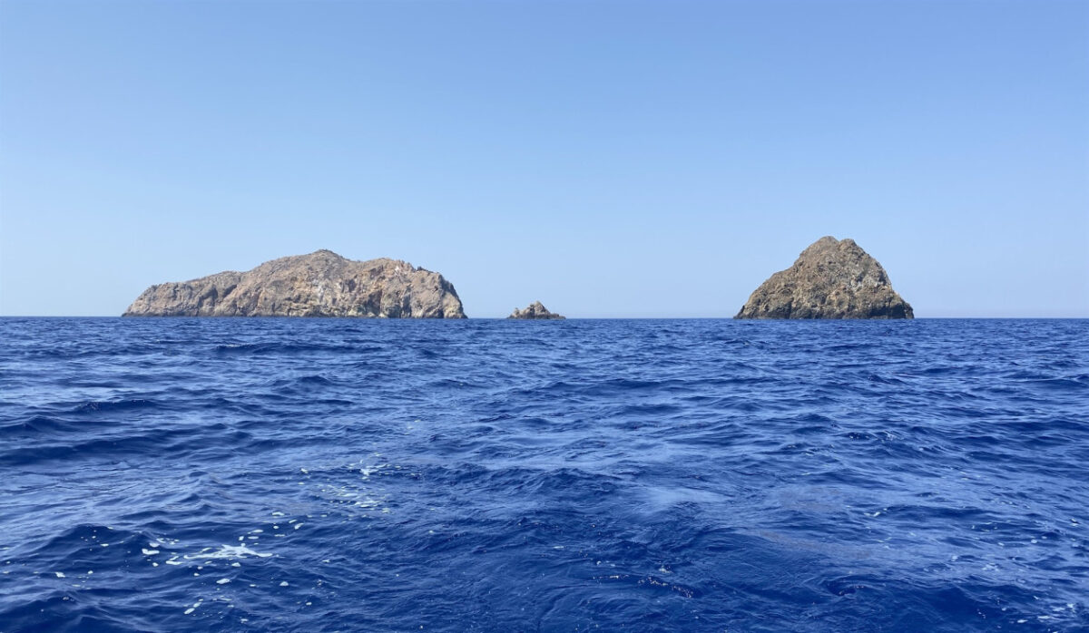 Προειδοποίηση WWF προς Έλληνες ψαράδες και καταναλωτές: Μην φάτε αυτό το ψάρι