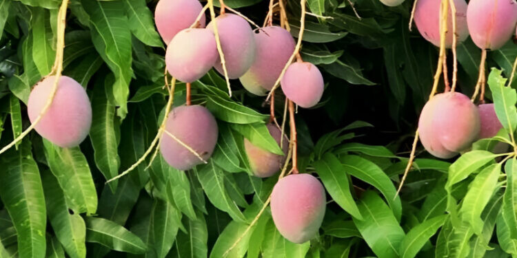 Ένα φρούτο για όλα: Καρκίνο, Διαβήτη, Μνήμη και Χοληστερίνη!!!