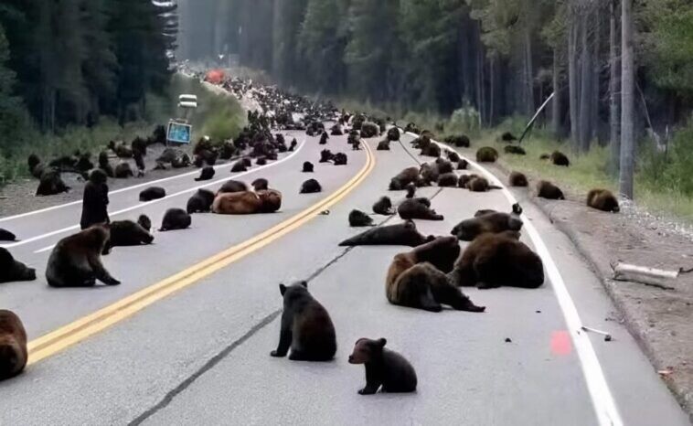 Επιστρέφαμε σπίτι μετά τη δουλειά και είδαμε περίπου δέκα αρκούδες στη μέση του δρόμου. Σοκαριστήκαμε όταν μάθαμε τον λόγο.