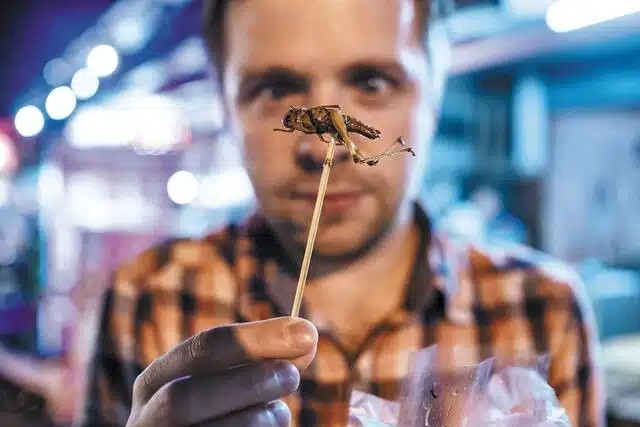 Θα τρώμε έντομα χωρίς να το ξέρουμε; Το σχέδιο, οι φόβοι και η ελληνική πραγματικότητα