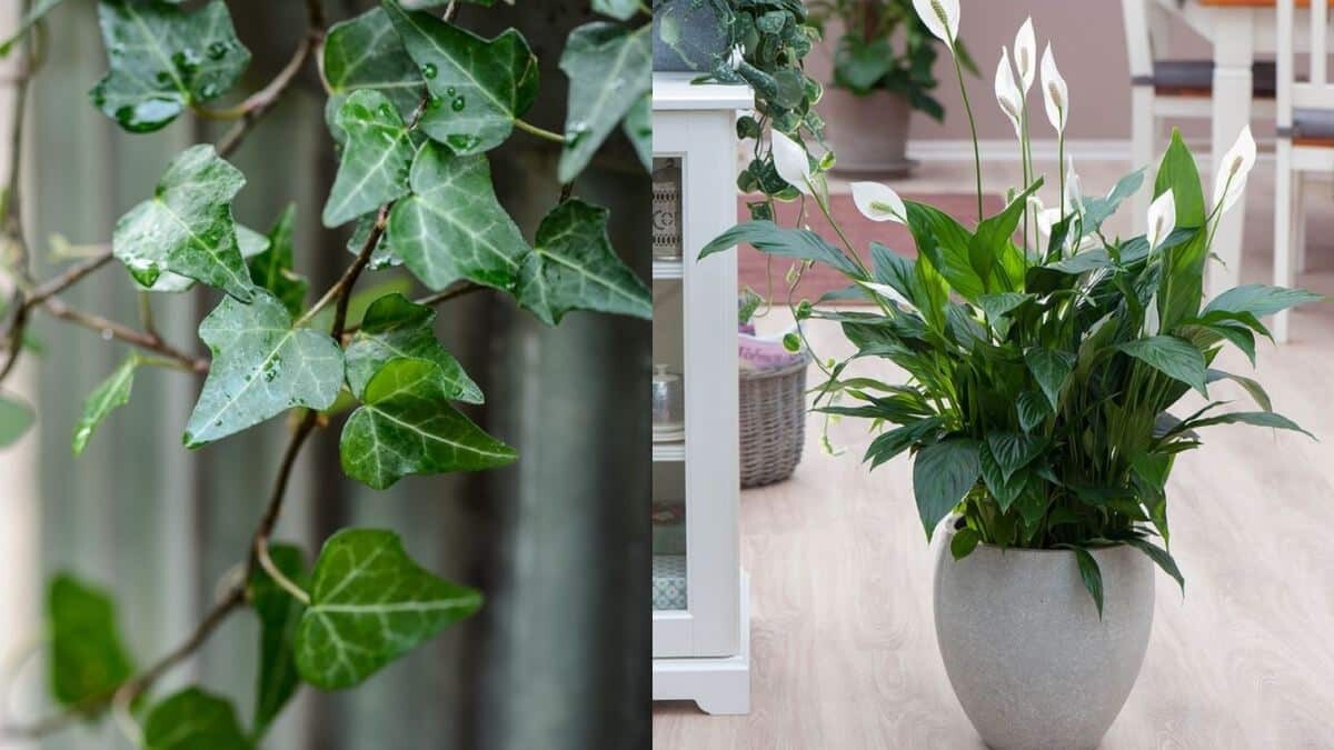 Λειτουργούν σαν αφυγραντήρας: 7 φυτά που εξαφανίζουν την μούχλα από το σπίτι