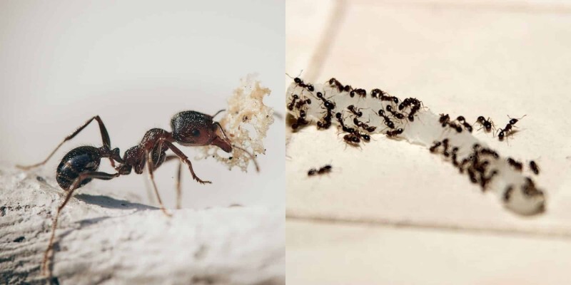 Ξεφορτωθείτε τα μυρμήγκια από την κουζίνα σας: Οι 8 τρόποι που θα σας «σώσουν» τη ζωή