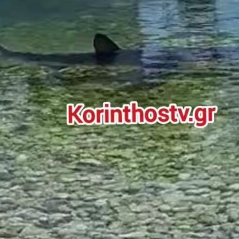 Γεμάτες με καρχαρίες οι ελληνικές θάλασσες – Ποια είδη υπάρχουν και σε ποιες παραλίες