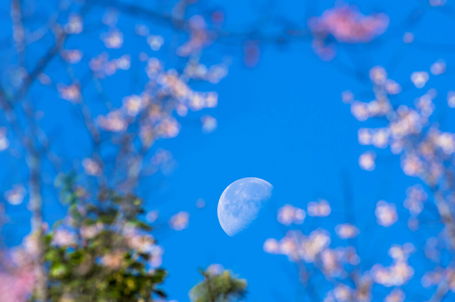 Πρωτομαγιά με Πανσέληνο: Τα ζώδια που ευνοούνται και εκείνο που πρέπει να προσέξει «Φεγγάρι των Λουλουδιών»