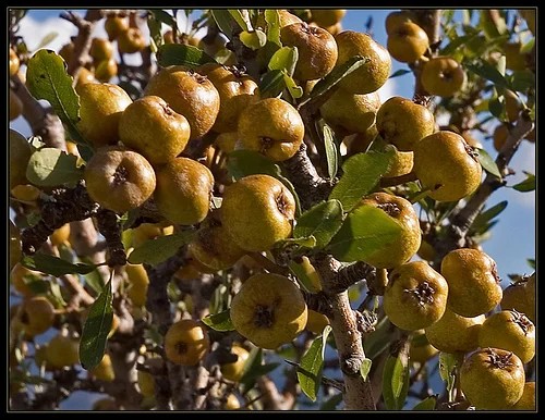 Αuτό είναι το ξεχασμένο δέντρο που μεγάλωσε πολλές γενιές – Γιατί εξαφανίστηκε