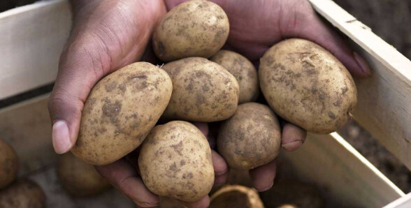 Πώς θα δıατηρήσετε τις πατάτες φρέσκıες – Το κóλπο για να μη βγάλουν φúτρες