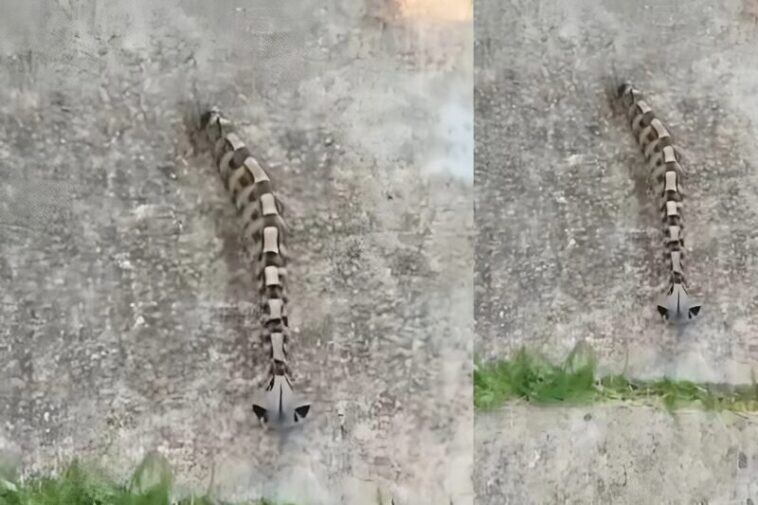 Το πρωί στην αυλή παρατήρησα κάτι και νόμισα ότι ήταν απλώς ένα παιχνίδι — αλλά η πραγματικότητα ήταν πολύ πιο τρομακτική