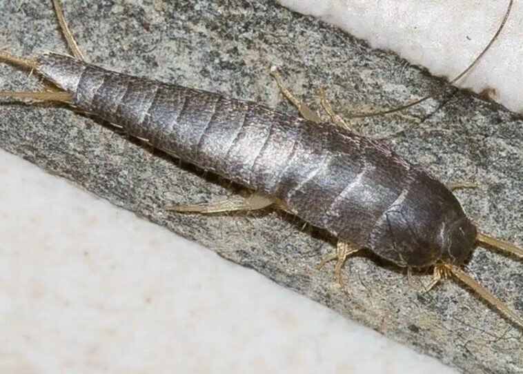 Αν δείτε ένα από αυτά στο σπίτι σας, να είστε ΠΟΛΥ ΠΡΟΣΕΚΤΙΚΟΙ