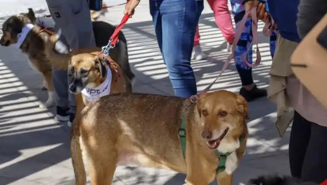 Επαναπατρισμοί από Μέση Ανατολή: Ειδική πτήση από το Ντουμπάι για πολίτες με κατοικίδια