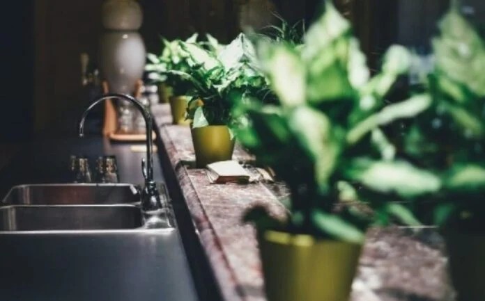 Το έχουμε όλοι σπίτι μας αλλά τελικά είναι γpouσouZικo – Auτo είναι το φυτό που φέρνει Mαupiλα στη ζωή μας