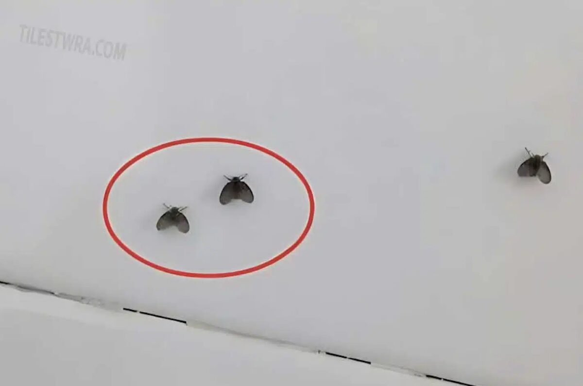 Εξαφανίστε τα μικρά μαύρα ζωύφια που εμφανίζονται στο μπάνιο με ένα πολύ απλό τρόπο