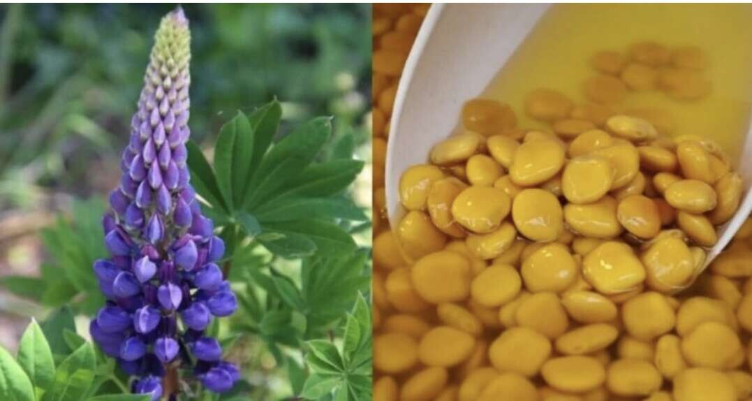 Το ξεχασμένο όσπριο με διπλάσια πρωτεΐνη από τα άλλα – Ρυθμίζει σάκχαρο και χοληστερίνη