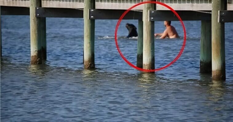 Ένας εντυπωσιακός μαύρος αρκούδος, σχεδόν 180 κιλών, πάλευε απελπισμένα στα ορμητικά νερά — μέχρι που ένας άνδρας έκανε το αδιανόητο