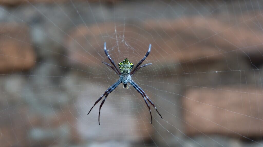 Μίλησε η επιστήμη: Να γιατί δεν πρέπει ποτέ να σκοτώσετε μια αράχνη που θα βρείτε μέσα στο σπίτι σας