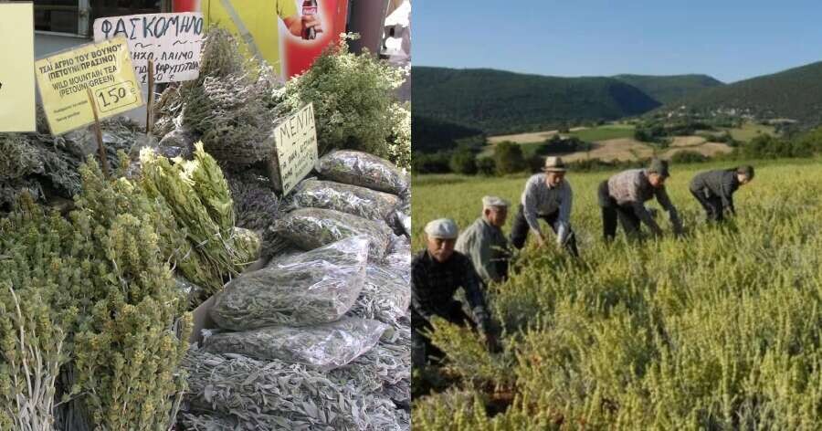 Το ταπεινό μυρωδικό που προστατεύει από υπέρταση και καρκίνο του παχέος εντέρου