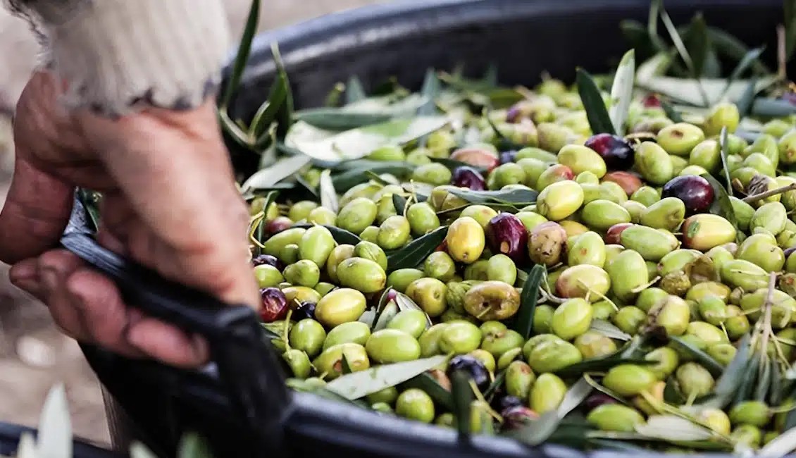 Τραγωδία στην Ηλεία: Οι συγγενείς του βρίσκονται σε σοκ, μετά από όσα είδαν με τα μάτια τους – Πήγε να μαζέψει ελιές, αλλά δεν κατέρρευσε