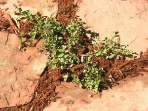 82665800357ca1c66606818e4af66600