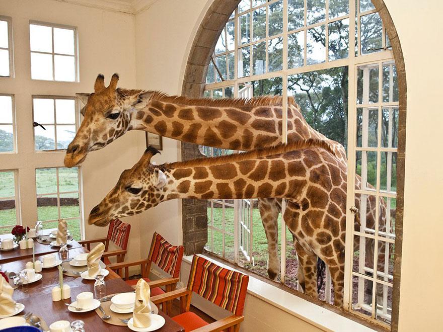 Giraffe Manor, Κένυα -2