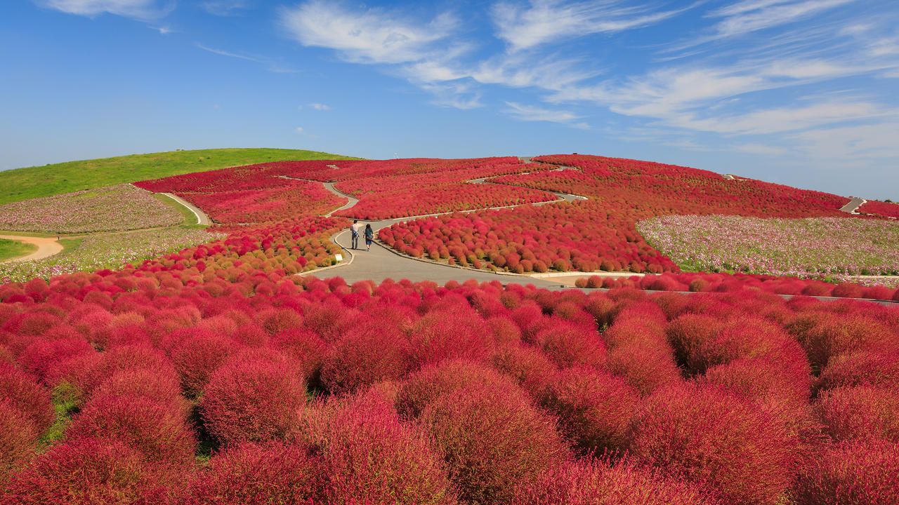 10-Hitachi Seaside Park, Ιαπωνία