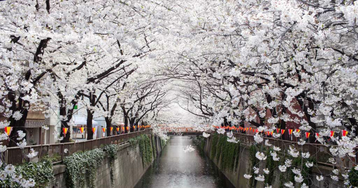 12 μαγικές φωτογραφίες με ανθισμένες Ιαπωνικές κερασιές (sakura)