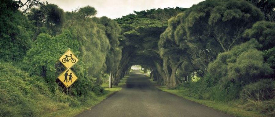 Μαγικά τοπία: Τα 24 ωραιότερα τούνελ από δέντρα στον κόσμο!