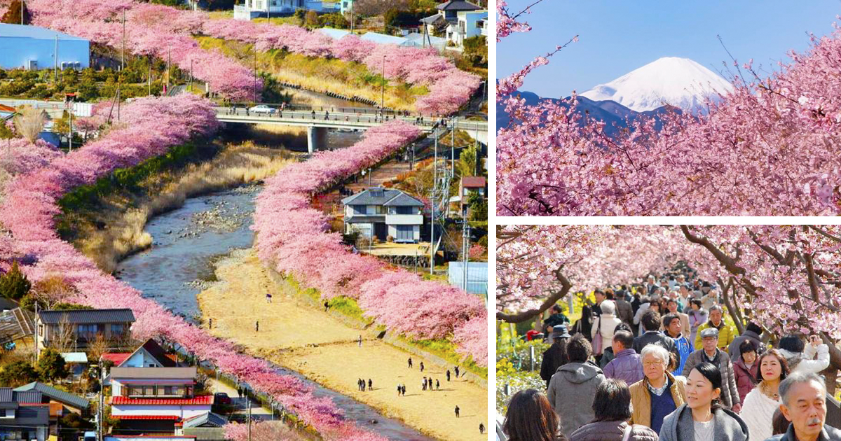 Οι Κερασιές στην Ιαπωνία μόλις Άνθισαν και μοιάζουν σαν να είναι Βγαλμένες από Παραμύθι. Δείτε τις Μαγικές Εικόνες!