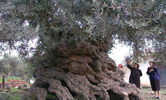 Στην Κρήτη τα αρχαιότερα δένδρα στον κόσμο!- Ελιές 9.000 ετών που ακόμα βγάζουν καρπούς! [Εικόνες]