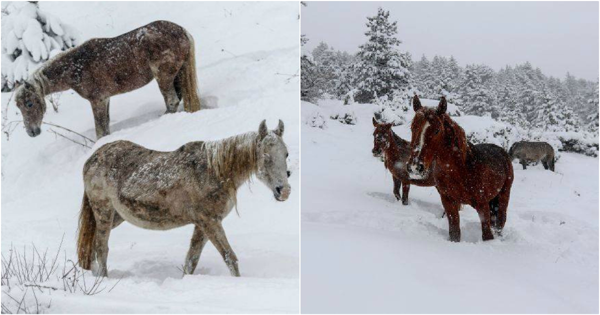 Yπέροχες εικόνες από άγρια άλογα στα χιονισμένα βουνά της Σαμαρίνας