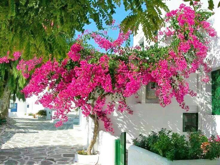 Η «μικρή κυρία» των Κυκλάδων: Το νησάκι των 300 κατοίκων με την σπάνια ομορφιά που λάτρεψε και ύμνησε ο Ελύτης