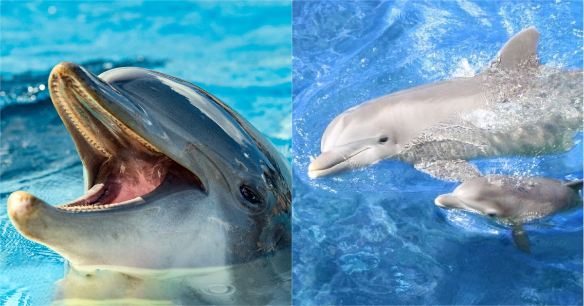 Υπέροχα Νέα! Ζουν και πληθαίνουν καθημερινά τα δελφίνια στην Αλόνησσο!