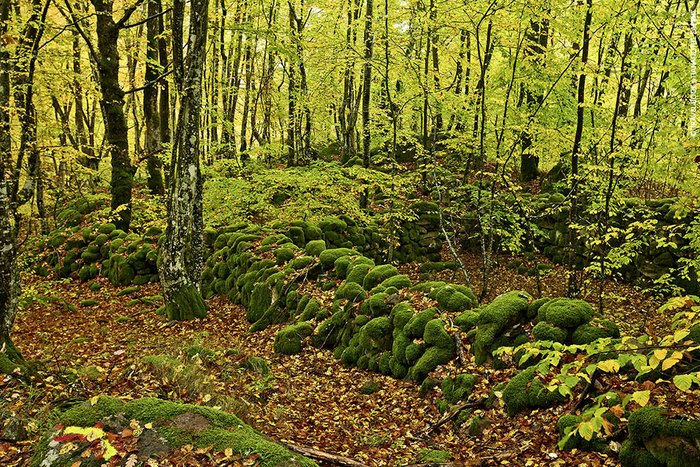 Ο παράδεισος της Ελλάδας: Η πόλη με τα παρθένα δάση, τα πετρόχτιστα γεφύρια, τη σπάνια βλάστηση και τους πανέμορφους καταρράκτες Ο παράδεισος της Ελλάδας: Η πόλη με τα παρθένα δάση, τα πετρόχτιστα γεφύρια, τη σπάνια βλάστηση και τους πανέμορφους καταρράκτες