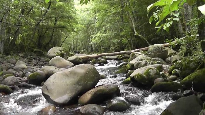 Ο παράδεισος της Ελλάδας: Η πόλη με τα παρθένα δάση, τα πετρόχτιστα γεφύρια, τη σπάνια βλάστηση και τους πανέμορφους καταρράκτες Ο παράδεισος της Ελλάδας: Η πόλη με τα παρθένα δάση, τα πετρόχτιστα γεφύρια, τη σπάνια βλάστηση και τους πανέμορφους καταρράκτες