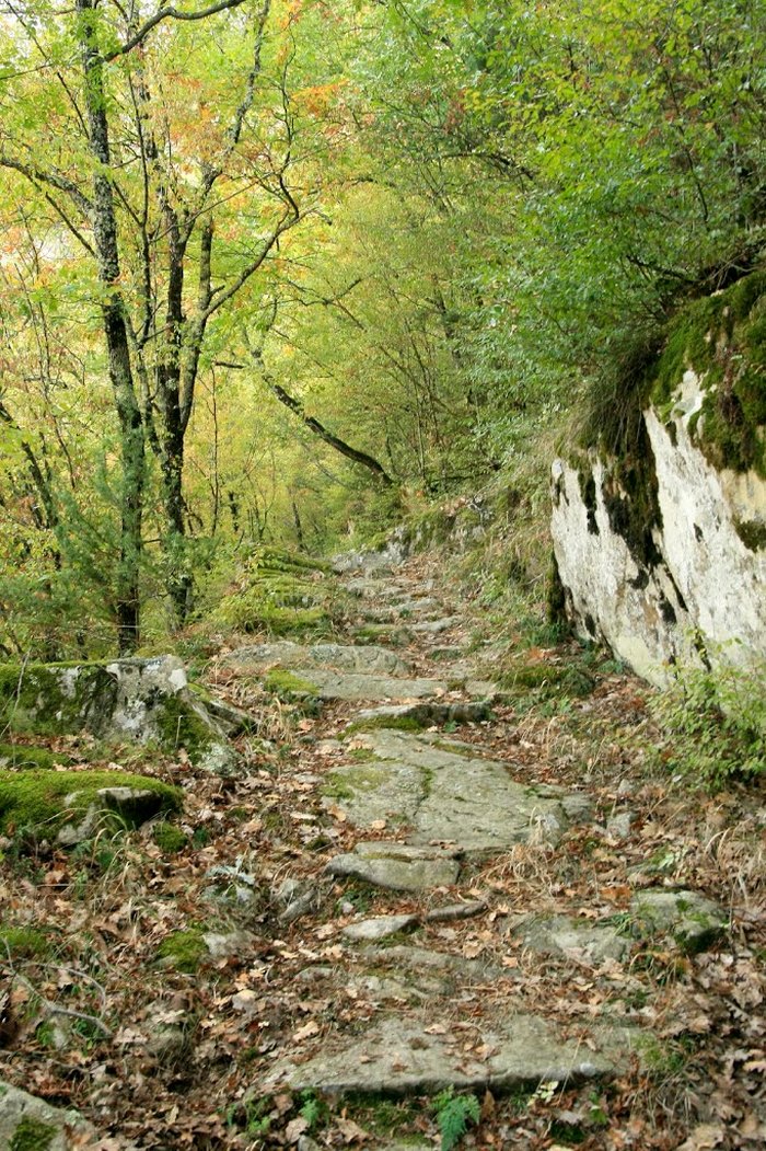 Ο παράδεισος της Ελλάδας: Η πόλη με τα παρθένα δάση, τα πετρόχτιστα γεφύρια, τη σπάνια βλάστηση και τους πανέμορφους καταρράκτες Ο παράδεισος της Ελλάδας: Η πόλη με τα παρθένα δάση, τα πετρόχτιστα γεφύρια, τη σπάνια βλάστηση και τους πανέμορφους καταρράκτες