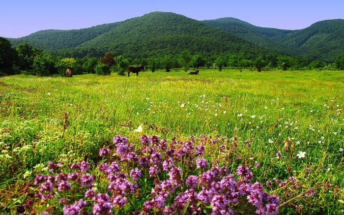 Ο παράδεισος της Ελλάδας: Η πόλη με τα παρθένα δάση, τα πετρόχτιστα γεφύρια, τη σπάνια βλάστηση και τους πανέμορφους καταρράκτες Ο παράδεισος της Ελλάδας: Η πόλη με τα παρθένα δάση, τα πετρόχτιστα γεφύρια, τη σπάνια βλάστηση και τους πανέμορφους καταρράκτες