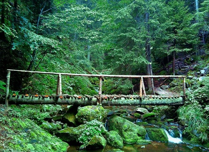 Το μοναδικό παρθένο δάσος της Ελλάδας και ένα από τα ελάχιστα της Ευρώπης βρίσκεται στη Δράμα! Το μοναδικό παρθένο δάσος της Ελλάδας και ένα από τα ελάχιστα της Ευρώπης βρίσκεται στη Δράμα!