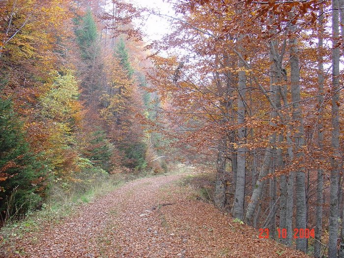 Το μοναδικό παρθένο δάσος της Ελλάδας και ένα από τα ελάχιστα της Ευρώπης βρίσκεται στη Δράμα! Το μοναδικό παρθένο δάσος της Ελλάδας και ένα από τα ελάχιστα της Ευρώπης βρίσκεται στη Δράμα!