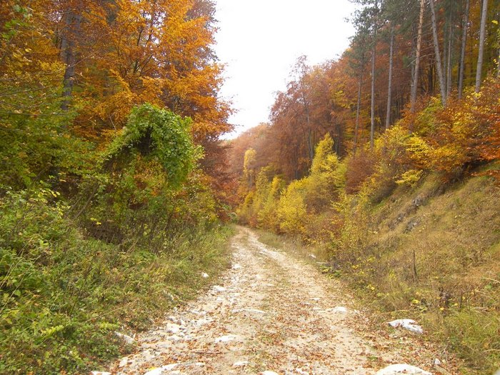 Το μοναδικό παρθένο δάσος της Ελλάδας και ένα από τα ελάχιστα της Ευρώπης βρίσκεται στη Δράμα! Το μοναδικό παρθένο δάσος της Ελλάδας και ένα από τα ελάχιστα της Ευρώπης βρίσκεται στη Δράμα!