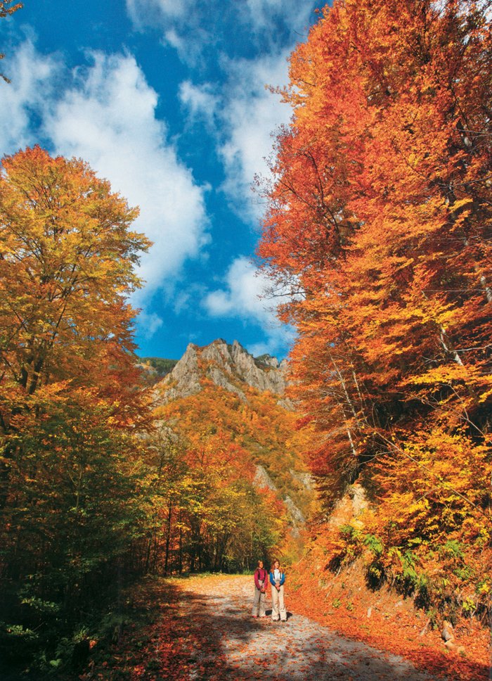 Το μοναδικό παρθένο δάσος της Ελλάδας και ένα από τα ελάχιστα της Ευρώπης βρίσκεται στη Δράμα! Το μοναδικό παρθένο δάσος της Ελλάδας και ένα από τα ελάχιστα της Ευρώπης βρίσκεται στη Δράμα!