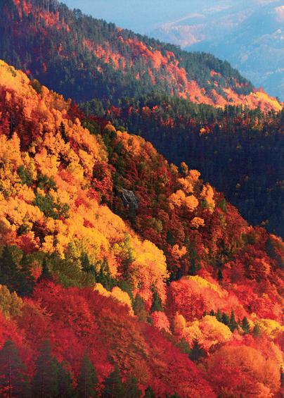 Το μοναδικό παρθένο δάσος της Ελλάδας και ένα από τα ελάχιστα της Ευρώπης βρίσκεται στη Δράμα! Το μοναδικό παρθένο δάσος της Ελλάδας και ένα από τα ελάχιστα της Ευρώπης βρίσκεται στη Δράμα!