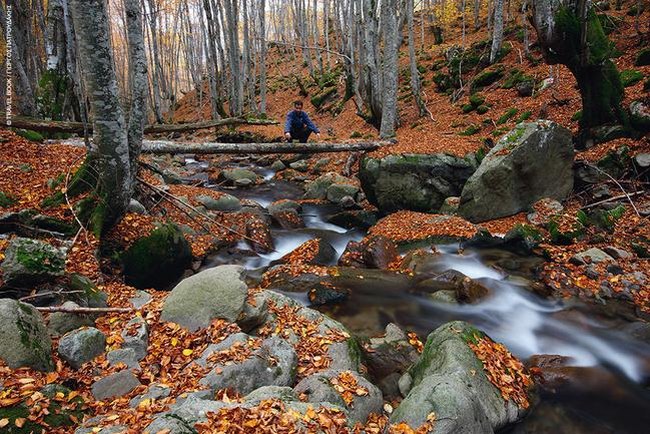 Το μοναδικό παρθένο δάσος της Ελλάδας και ένα από τα ελάχιστα της Ευρώπης βρίσκεται στη Δράμα! Το μοναδικό παρθένο δάσος της Ελλάδας και ένα από τα ελάχιστα της Ευρώπης βρίσκεται στη Δράμα!