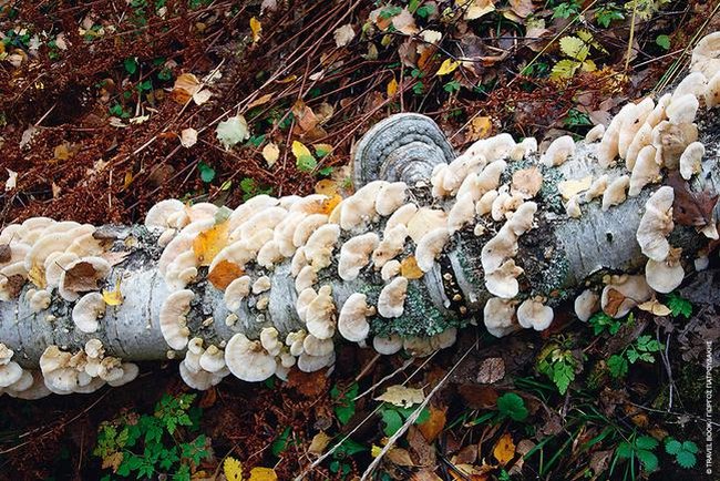 Το μοναδικό παρθένο δάσος της Ελλάδας και ένα από τα ελάχιστα της Ευρώπης βρίσκεται στη Δράμα! Το μοναδικό παρθένο δάσος της Ελλάδας και ένα από τα ελάχιστα της Ευρώπης βρίσκεται στη Δράμα!