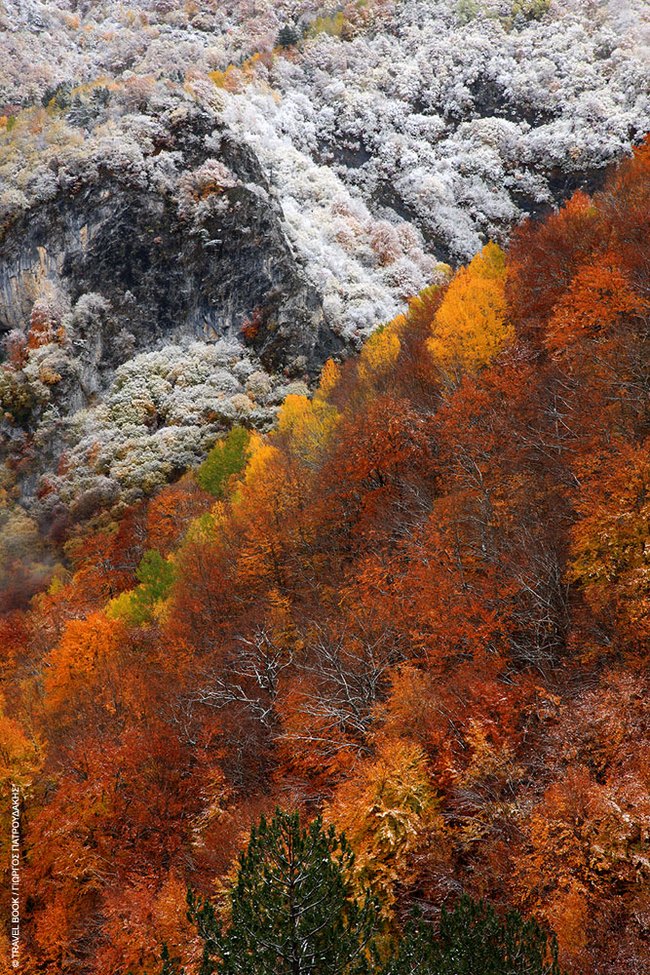 Το μοναδικό παρθένο δάσος της Ελλάδας και ένα από τα ελάχιστα της Ευρώπης βρίσκεται στη Δράμα! Το μοναδικό παρθένο δάσος της Ελλάδας και ένα από τα ελάχιστα της Ευρώπης βρίσκεται στη Δράμα!