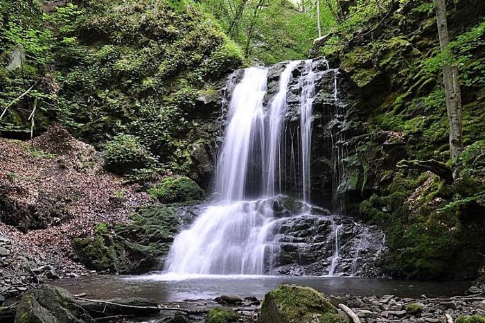 Το μοναδικό παρθένο δάσος της Ελλάδας και ένα από τα ελάχιστα της Ευρώπης βρίσκεται στη Δράμα! Το μοναδικό παρθένο δάσος της Ελλάδας και ένα από τα ελάχιστα της Ευρώπης βρίσκεται στη Δράμα!