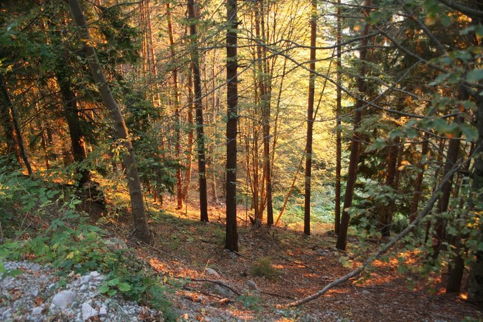 Το μοναδικό παρθένο δάσος της Ελλάδας και ένα από τα ελάχιστα της Ευρώπης βρίσκεται στη Δράμα! Το μοναδικό παρθένο δάσος της Ελλάδας και ένα από τα ελάχιστα της Ευρώπης βρίσκεται στη Δράμα!