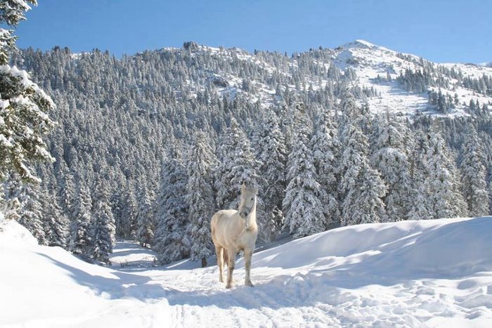 dinfo.gr - 30 μαγικές φωτογραφίες που αποδεικνύουν ότι η Ελλάδα γίνεται πιο όμορφη όταν χιονίζει.. 