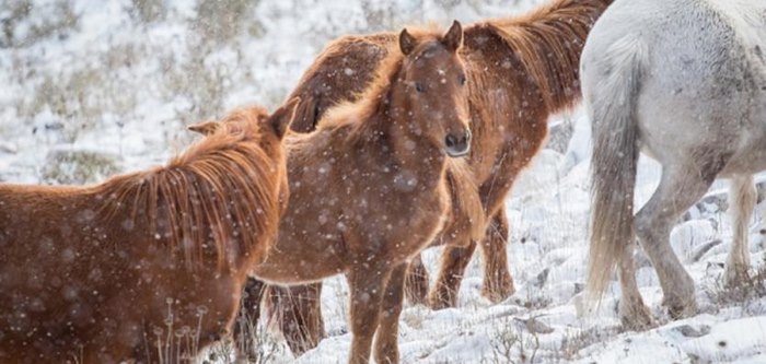 Άγρια άλογα στις χιονισμένες βουνοκορφές της Ελλάδας. Ένα υπέροχο βίντεο!