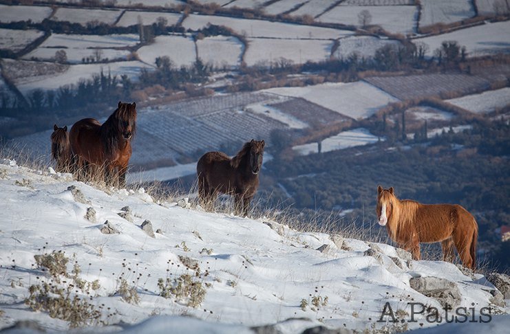 Άγρια άλογα στις χιονισμένες βουνοκορφές της Ελλάδας. Ένα υπέροχο βίντεο